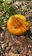 Amanita flavoconia