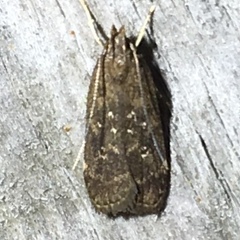Helcystogramma melantherella