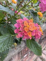 Lantana