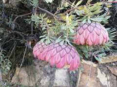 Protea sulphurea