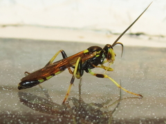 Cratichneumon