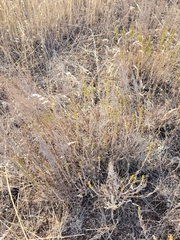 Artemisia pauciflora