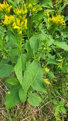 Verbesina occidentalis