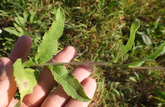 Campanula bononiensis
