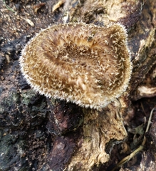 Lentinus crinitus