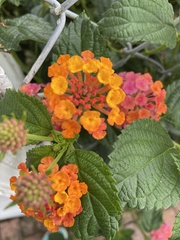 Lantana