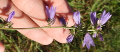 Campanula bononiensis
