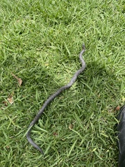 Atractus crassicaudatus