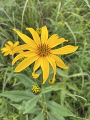 Helianthus strumosus