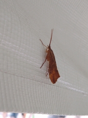 Nemotaulius hostilis