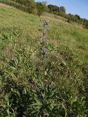 Delphinium cuneatum