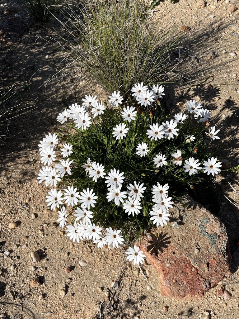 Dimorphotheca dregei