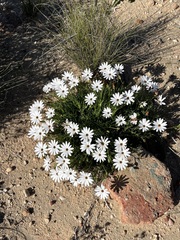 Dimorphotheca