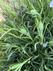 Dimorphotheca