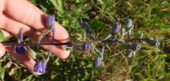Delphinium cuneatum
