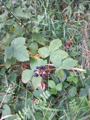 Rubus tuberculatus