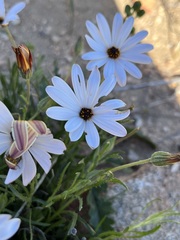 Dimorphotheca