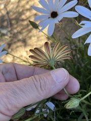 Dimorphotheca