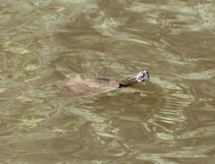 Pseudemys concinna concinna