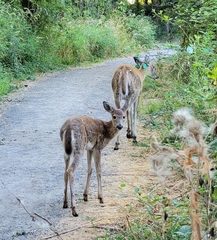 Odocoileus virginianus leucurus