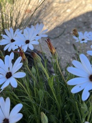 Dimorphotheca