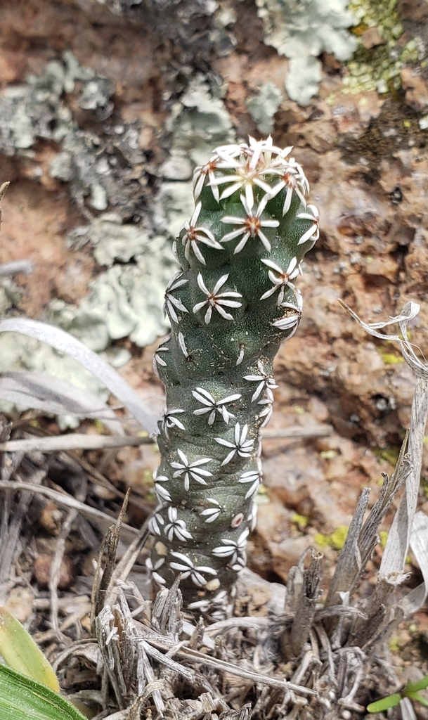 Coryphantha clavata, 78473 S.L.P., México