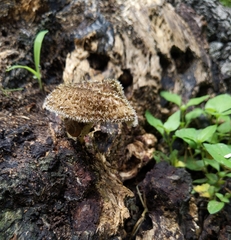 Lentinus crinitus