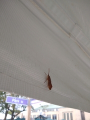 Nemotaulius hostilis