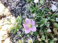 Spergularia rupicola