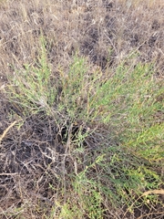Anabasis aphylla