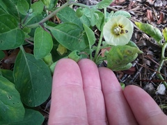 Physalis walteri