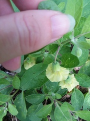 Physalis walteri