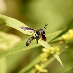 Physocephala tibialis