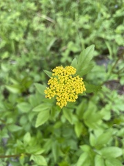 Zizia aurea