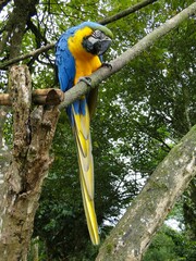Ara ararauna