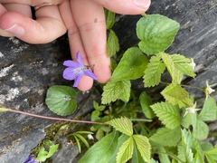 Viola cucullata