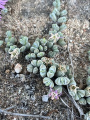 Braunsia maximilianii