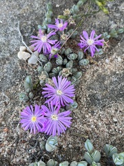 Braunsia maximilianii