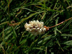 Bistorta bistortoides