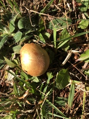 Chalciporus piperatus