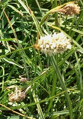 Bistorta bistortoides