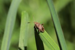 Stictopleurus punctatonervosus
