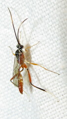 Mesostenus thoracicus