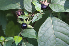 Atropa belladonna