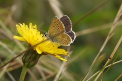 Aricia artaxerxes