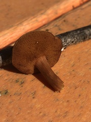 Chalciporus piperatus