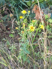 Jacobaea
