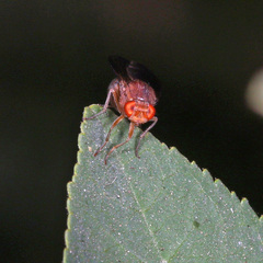 Schizophora