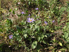 Aster amellus