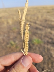 Agropyron